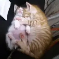 小貓豬