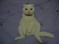 鹿仔