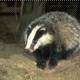 HKBadger