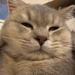 zennyliu