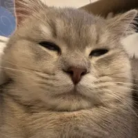 zennyliu