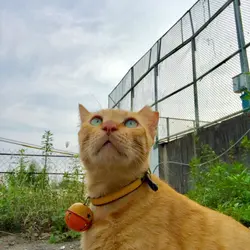 yingkary