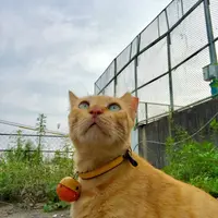 yingkary