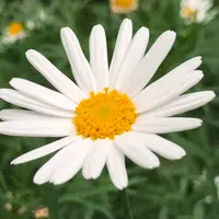 ellatam