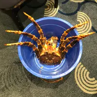 divesng