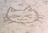 何貓
