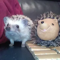 Zzz羊