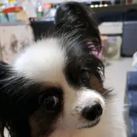 brucekong33