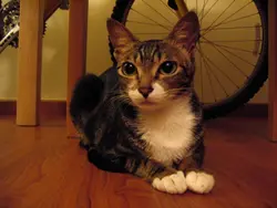 樹窿