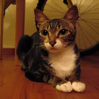 樹窿