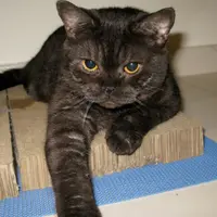 mcmeowmeow