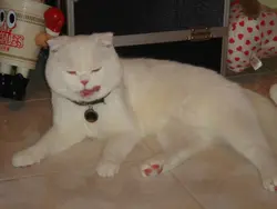 princessthai