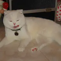princessthai