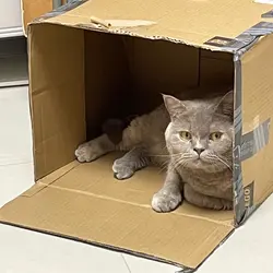 choicc