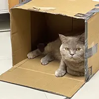 choicc
