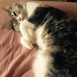 為食達