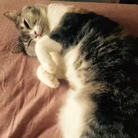 為食達