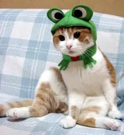 silly_catt