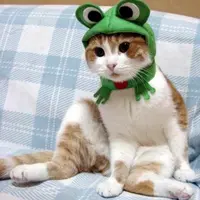 silly_catt