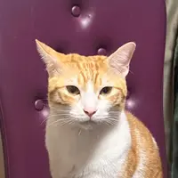 peanutspig