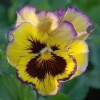 pansy000