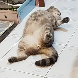 lanuitting