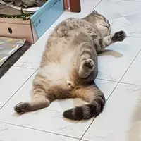 lanuitting
