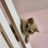 IvyI