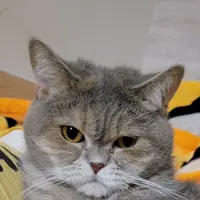 梁森