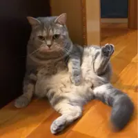 so0072002
