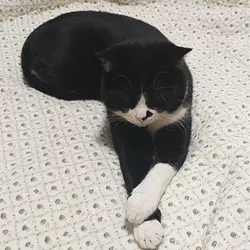 Chi;)