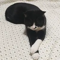 Chi;)