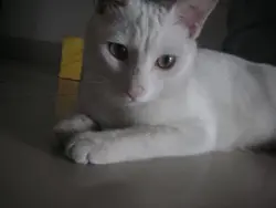 chtung