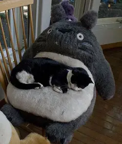luckymeow