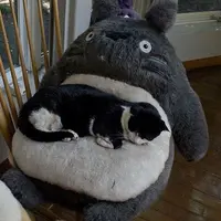 luckymeow