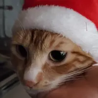 niki412