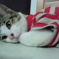加寶