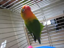 陳大眼