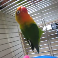 陳大眼