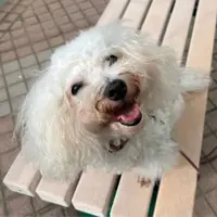 黃泥頭貓貓