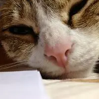 sugarmeow00