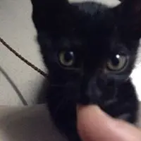 Y.U