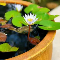 為食死女包
