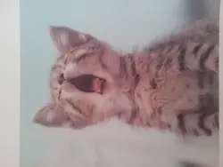 喵~~~