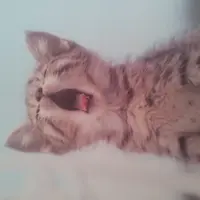 喵~~~