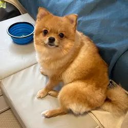 chowpakyin
