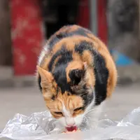 二二