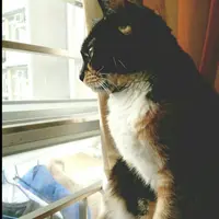 SharonTsang