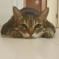 乌冬拉面控