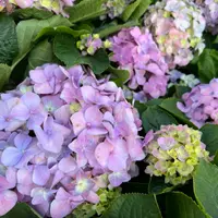 amyso0711
